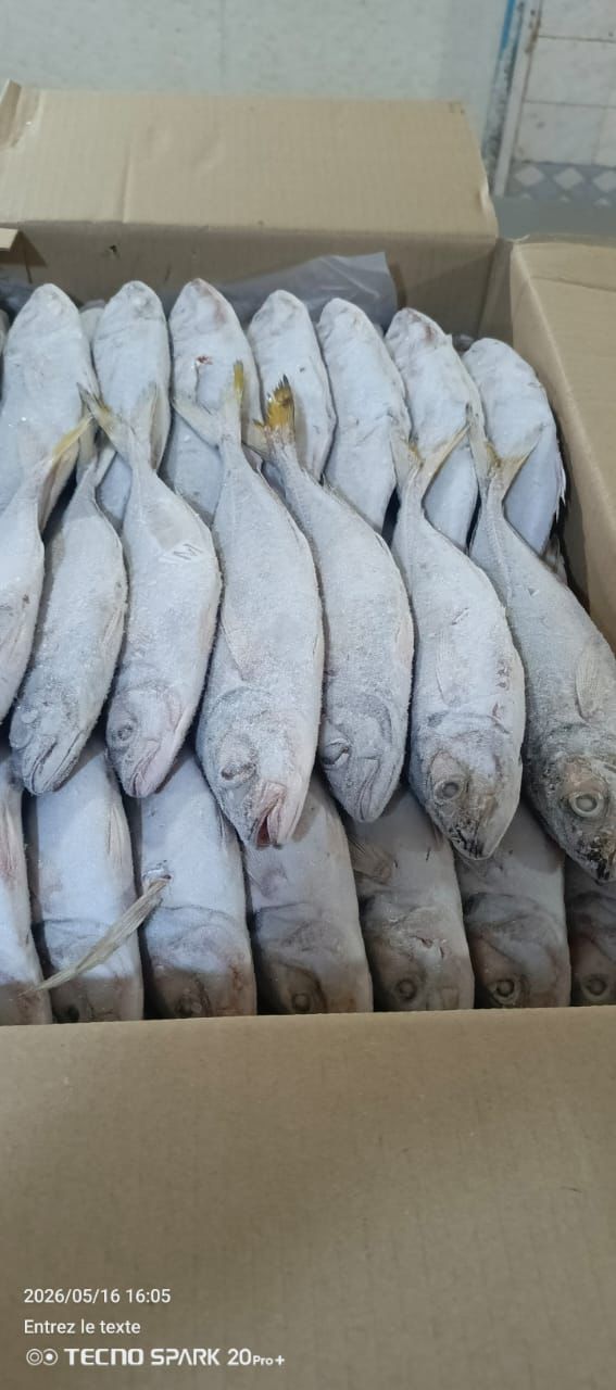 Poissons frais